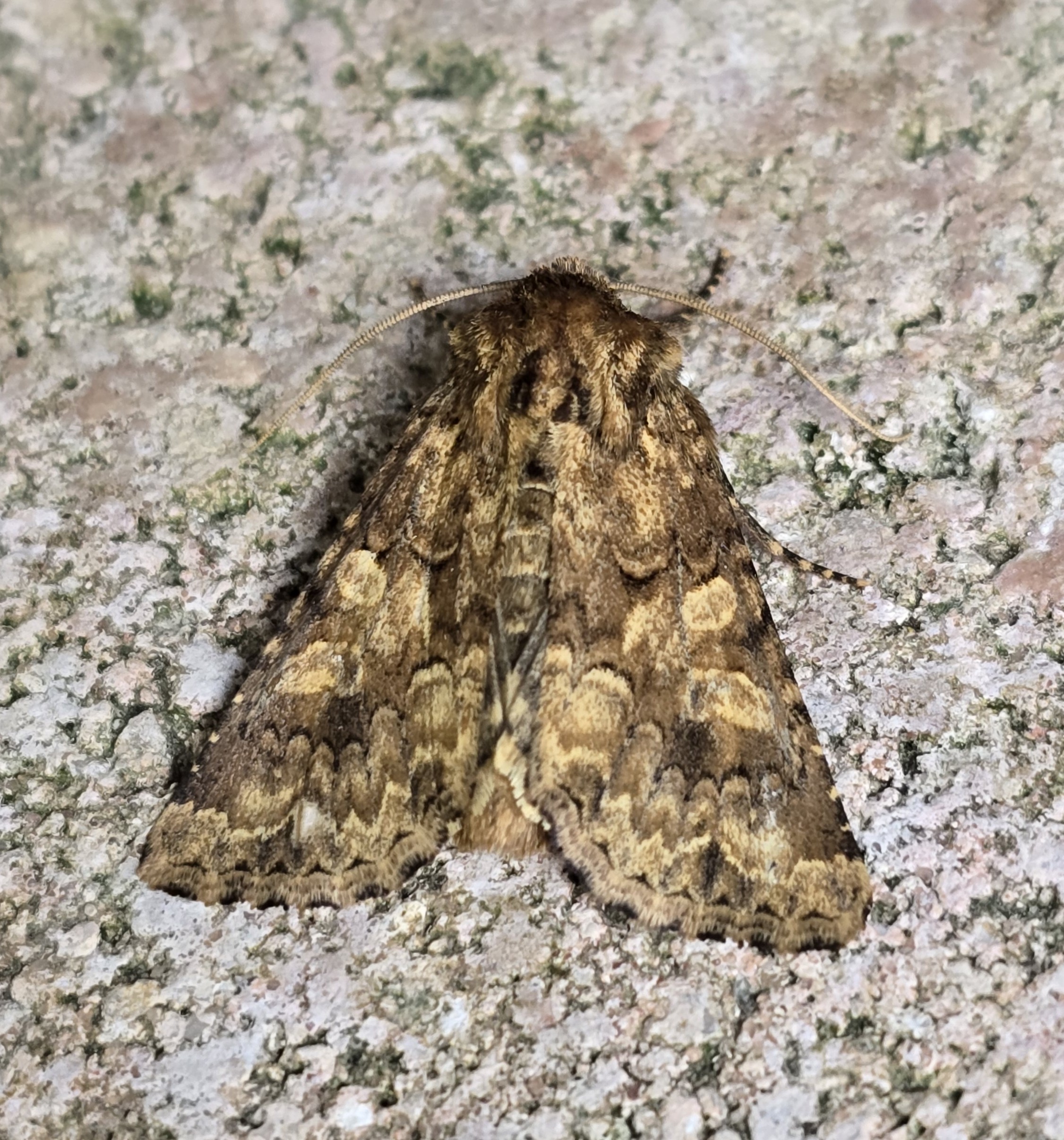 Photo of Barrett's Marbled Coronet (Conisania luteago)